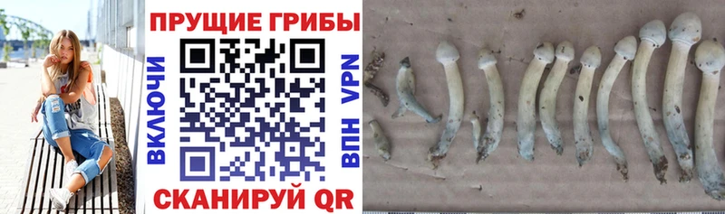 Псилоцибиновые грибы мухоморы купить закладку Очёр
